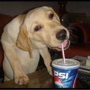 Meet your Posher, Isaiah